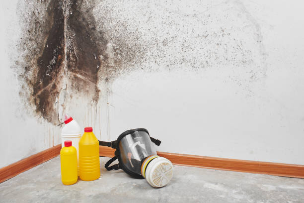 Best Kitchen Mold Remediation in Frazee, MN