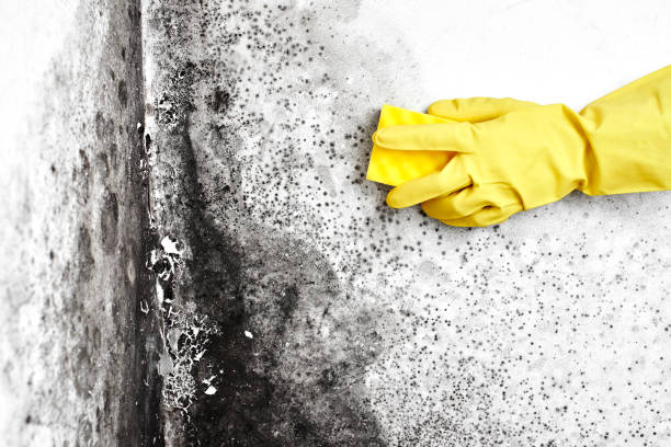 Best Emergency Mold Remediation in Frazee, MN