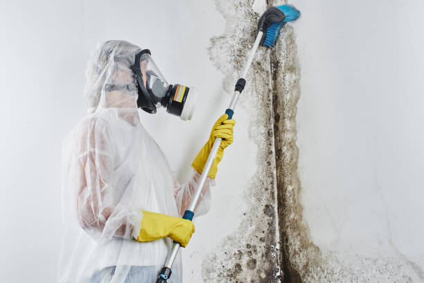 Best Post-Flood Mold Remediation in Frazee, MN