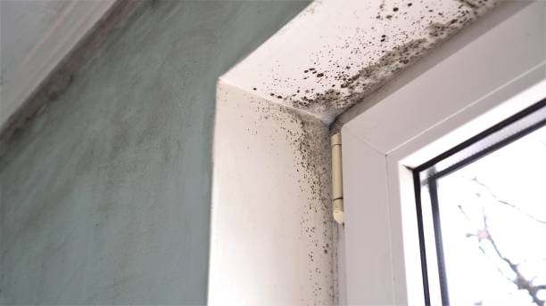 Professional Mold Remediation in Frazee, MN