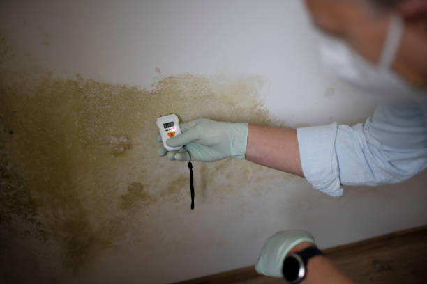 Best HVAC Mold Remediation in Frazee, MN