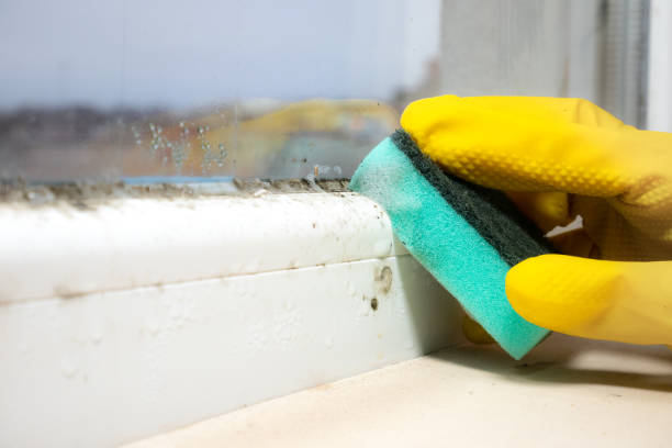 Best White Mold Remediation in Frazee, MN