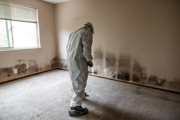 Best Crawl Space Mold Remediation in Frazee, MN