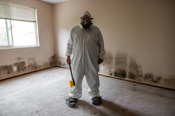 Best Bathroom Mold Remediation in Frazee, MN