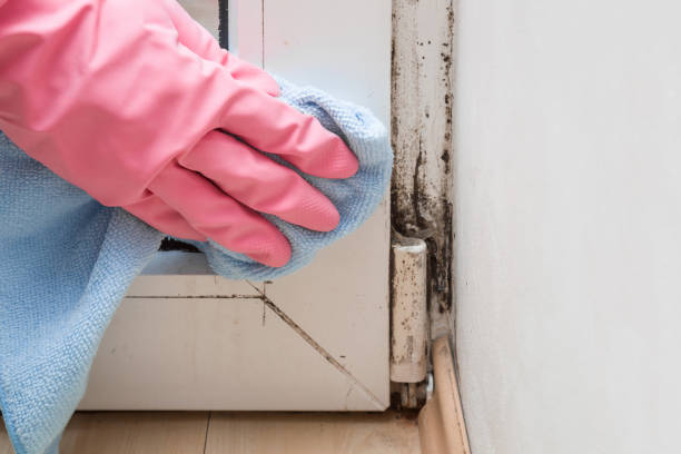 Best Preventive Mold Services in Frazee, MN