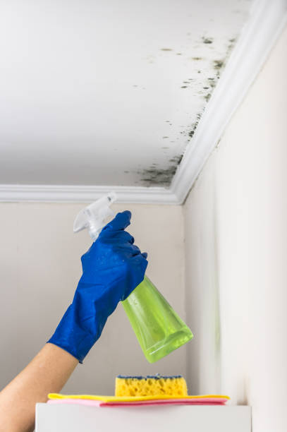 Best Basement Mold Remediation in Frazee, MN