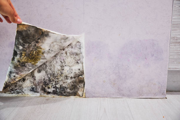 Best Insurance-Related Mold Remediation in Frazee, MN